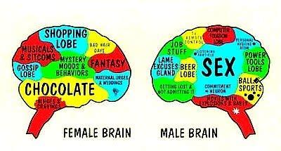 How men's and women's brains are different.